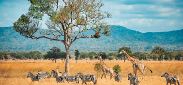 Tanzanie Sauvage
