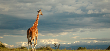 Safari Grand