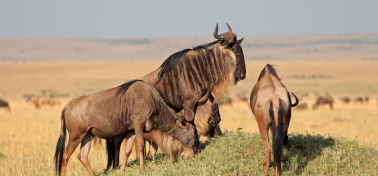 Safari Bébé Gnous