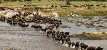 Safari Grande Migration